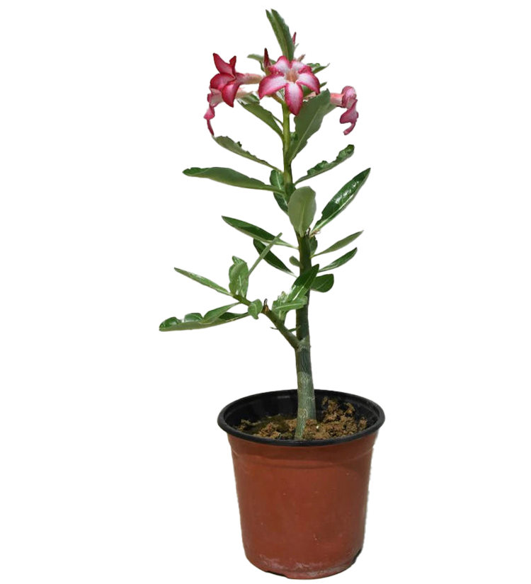 Flowering Plants