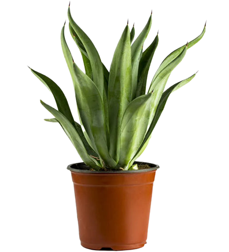 Cactus and Succulent