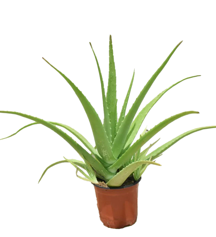 Windowsill Plants