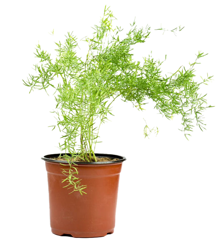 Balcony Plants