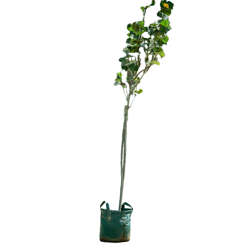 Trees Outdoor