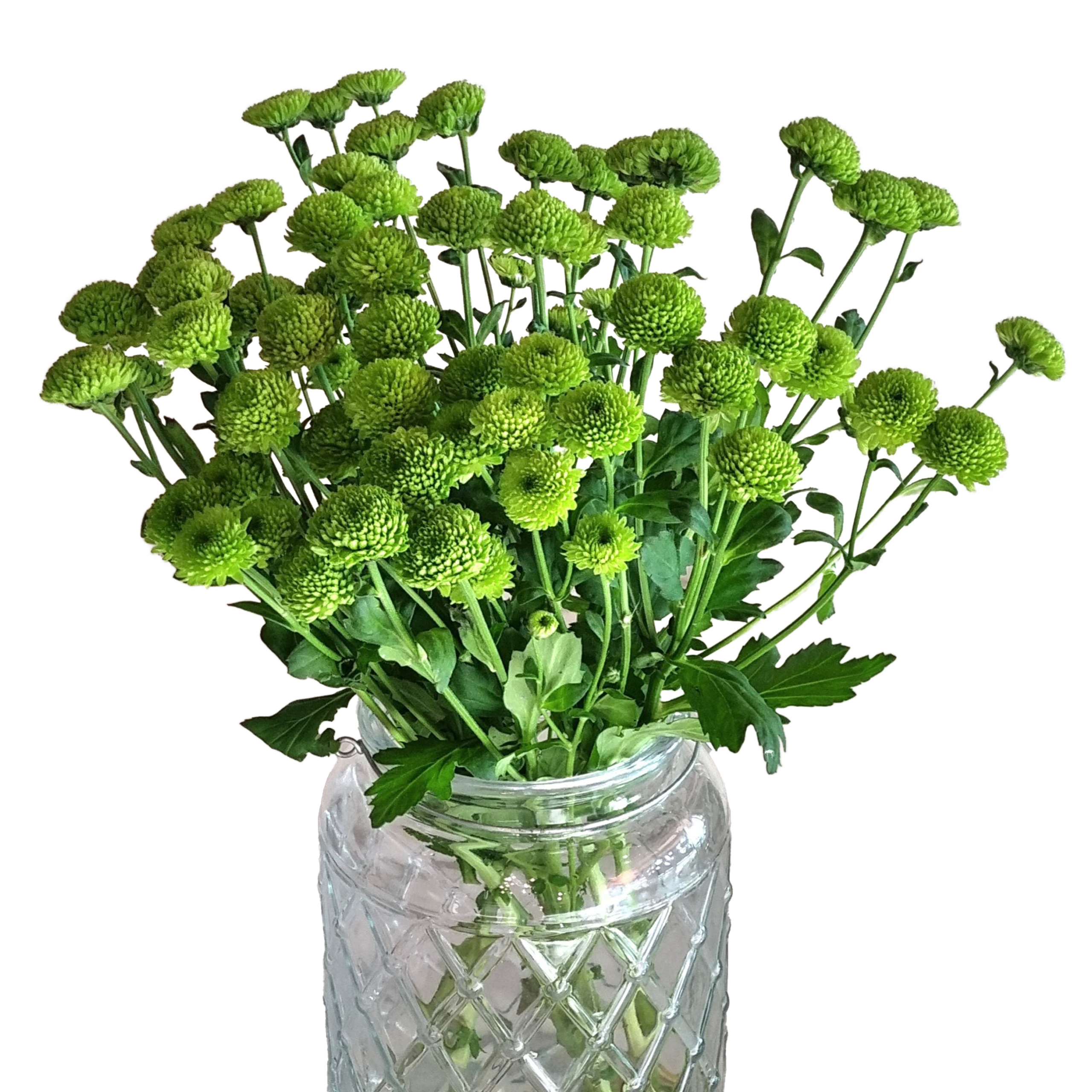 Chrysanthemums