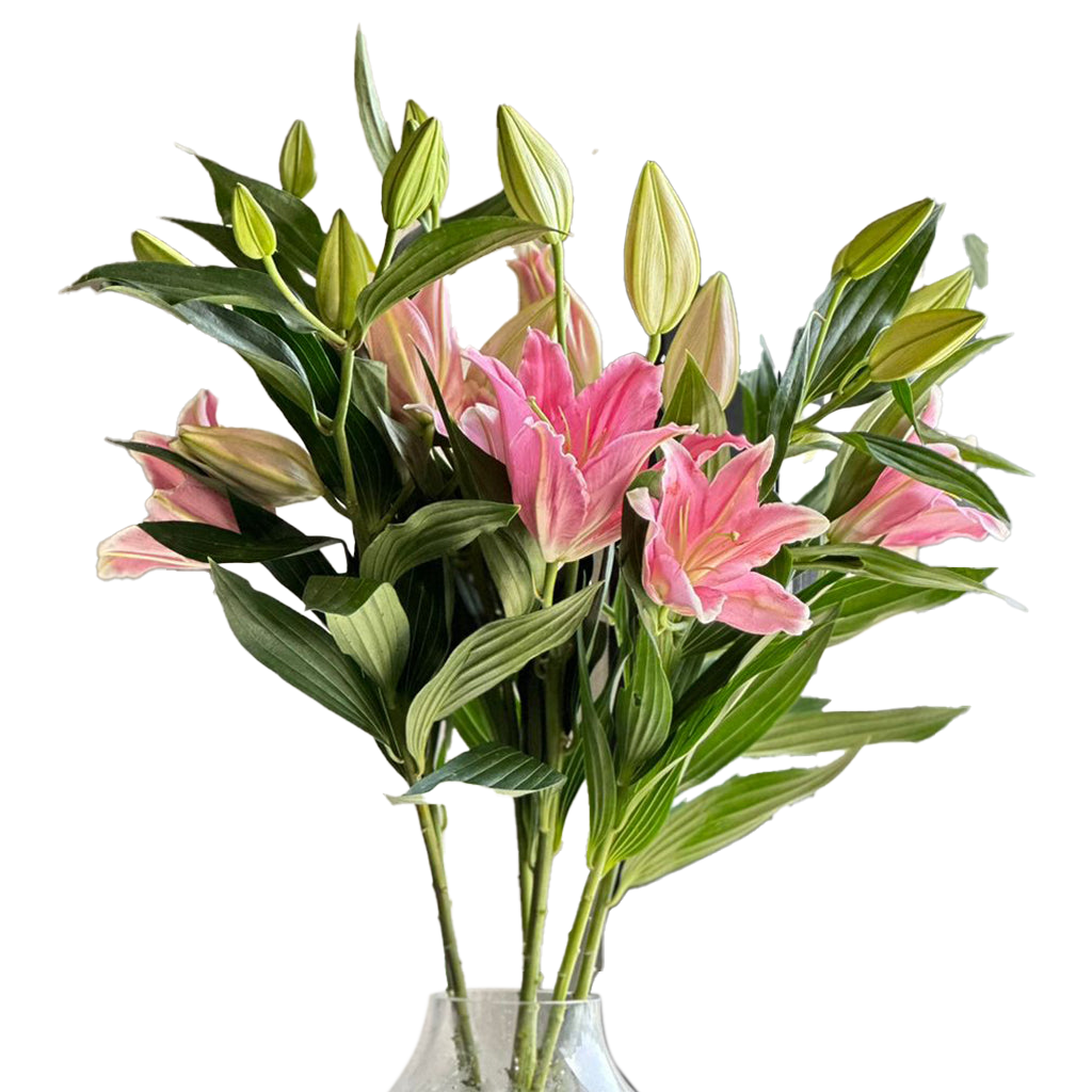 Lilies