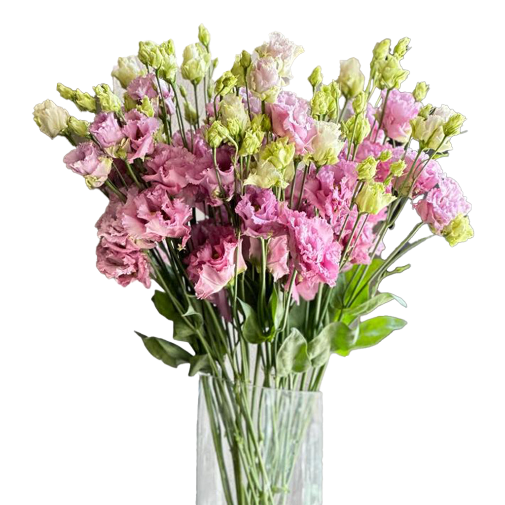 Lisianthus