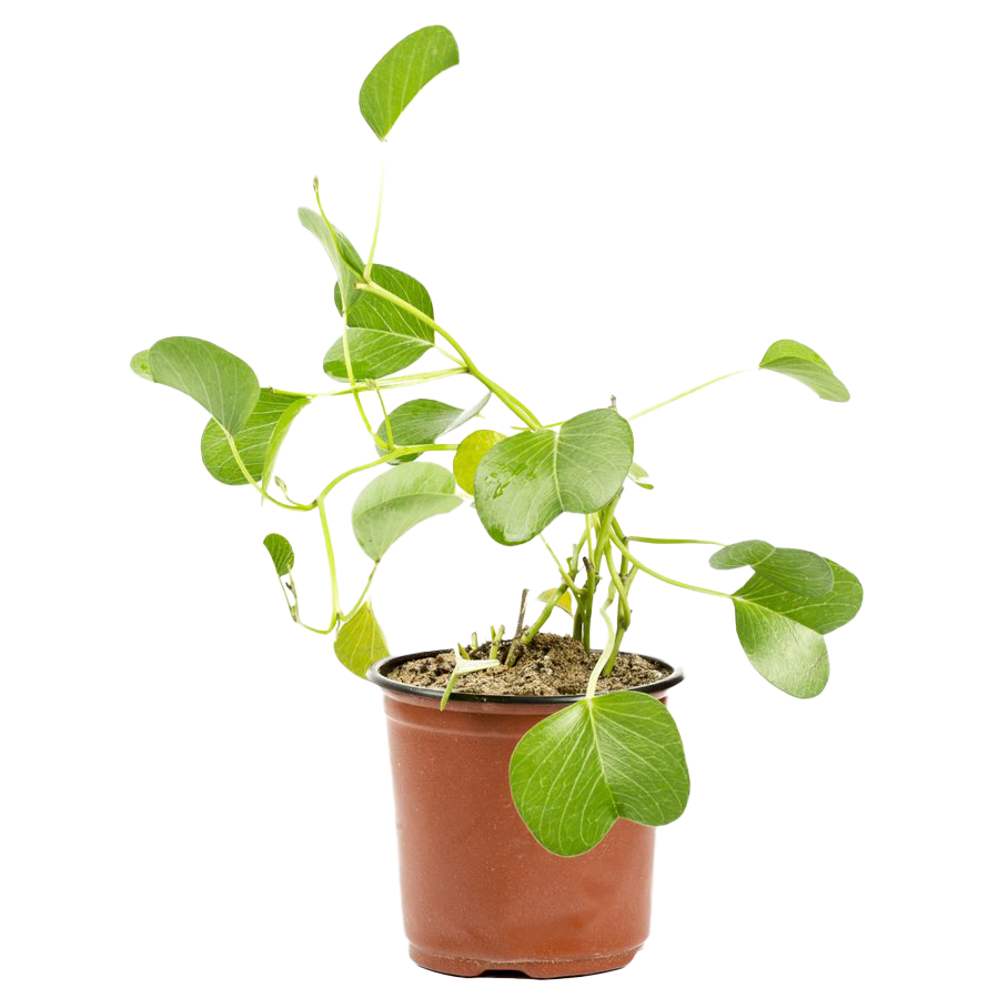 Fruit & Vegetable Plants