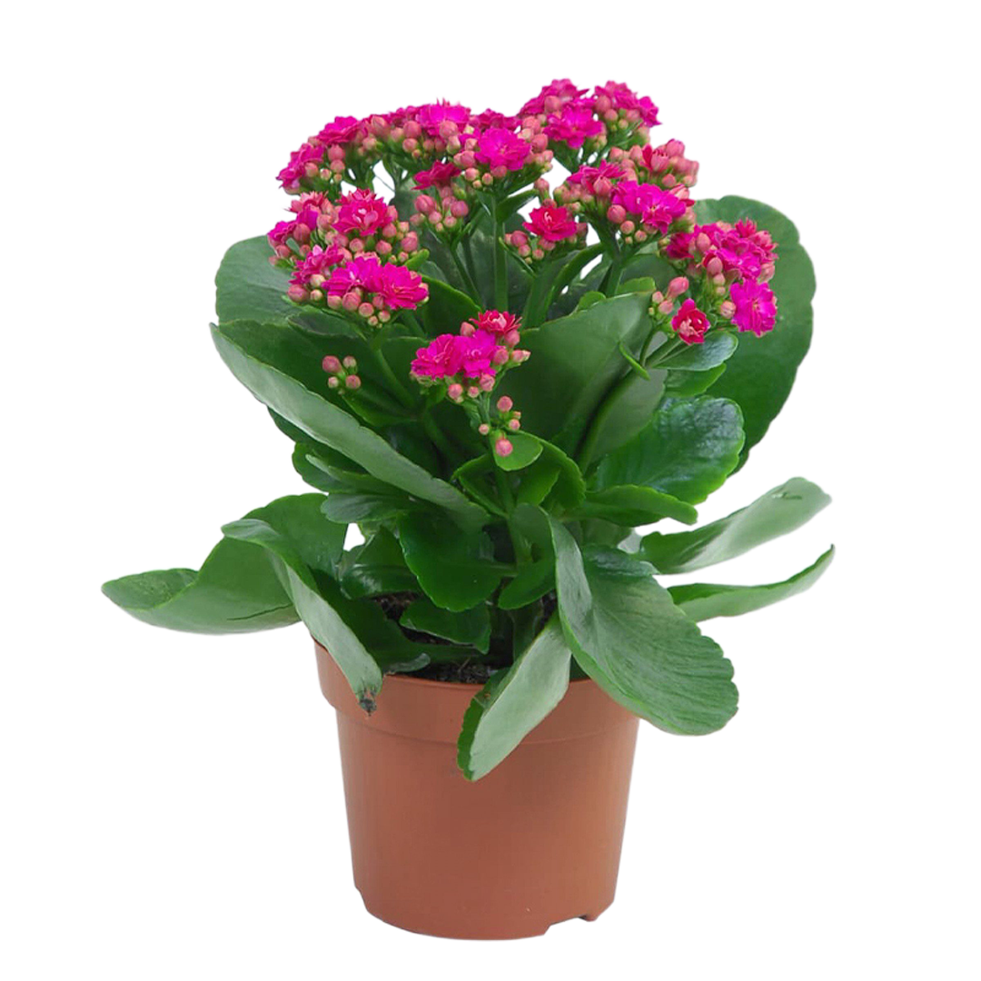 Indoor Plants