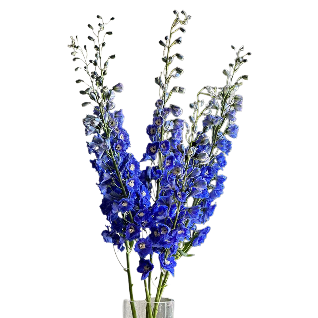 Delphiniums