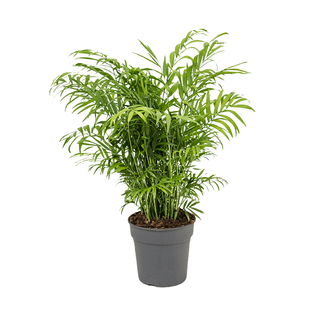 Corridor Plants