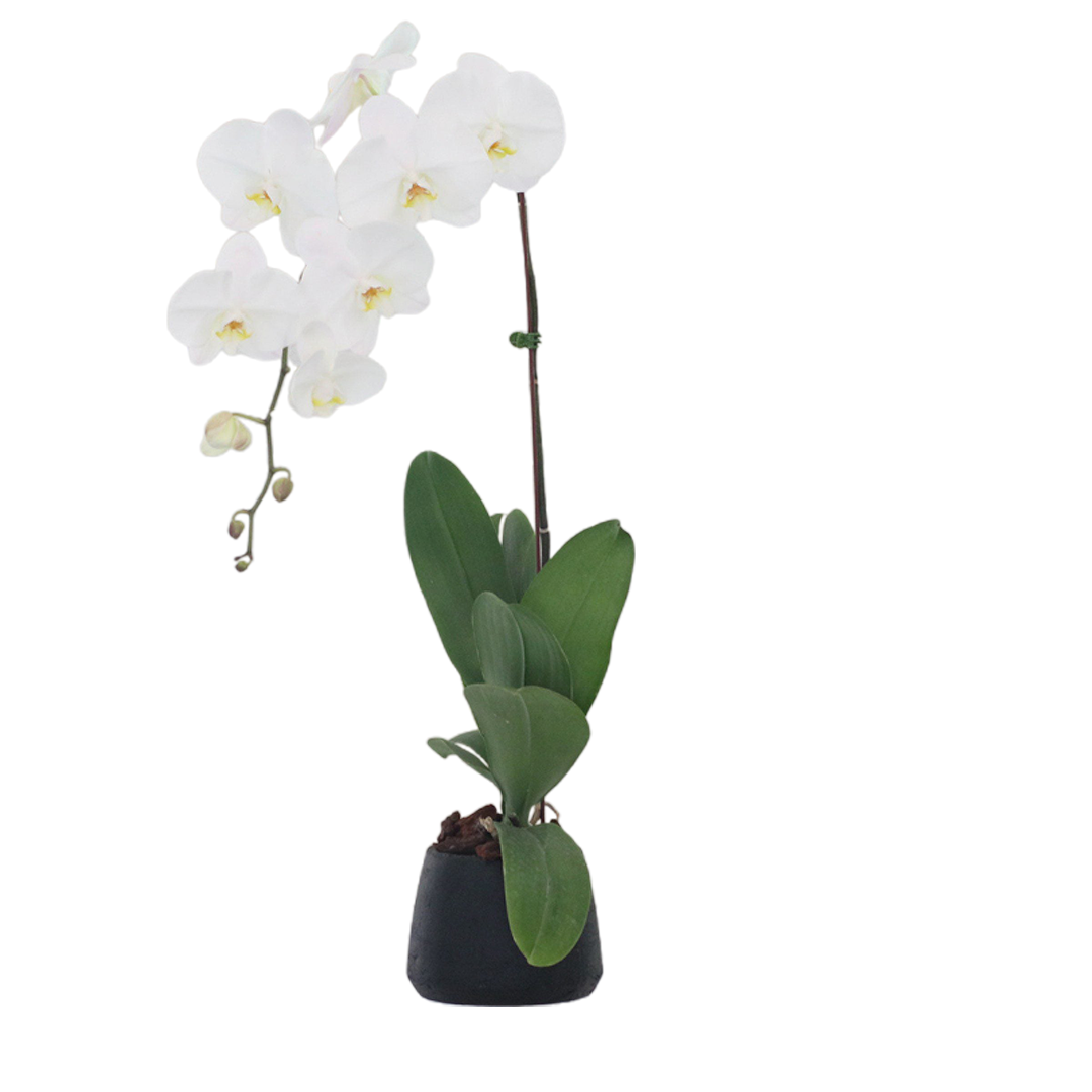 Orchids