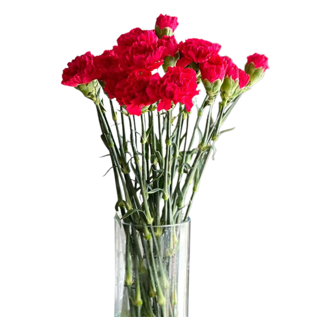 Carnations