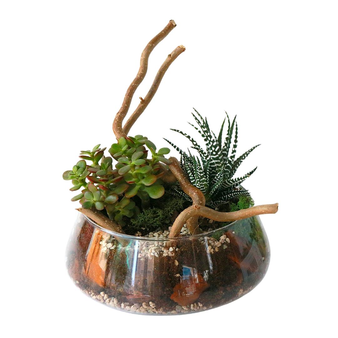 Air Plants
