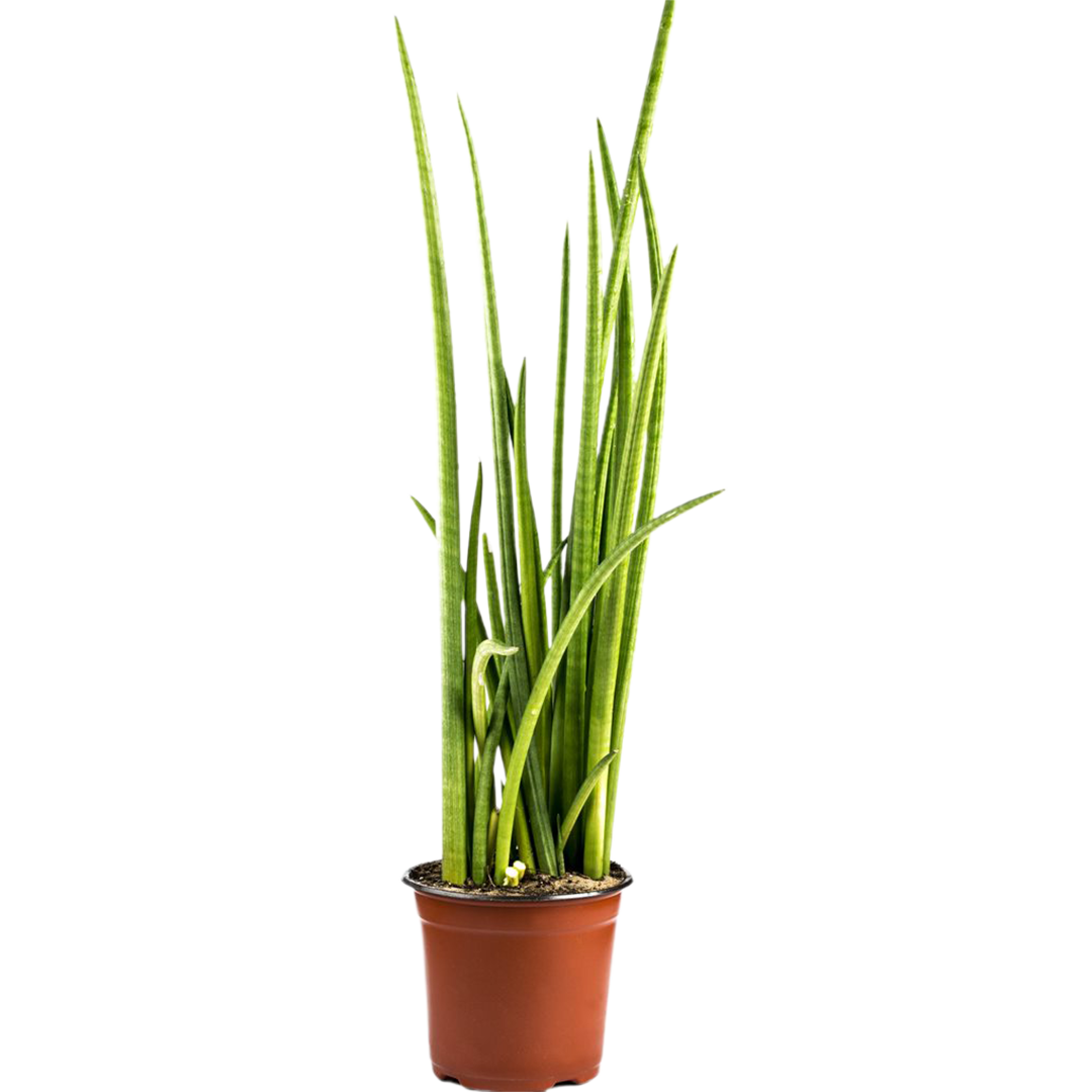 All Outdoor Plants