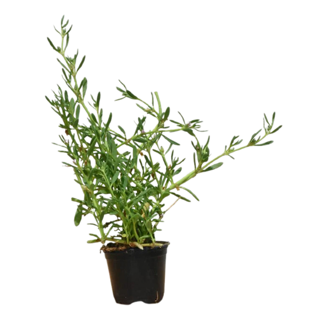 Groundcover
