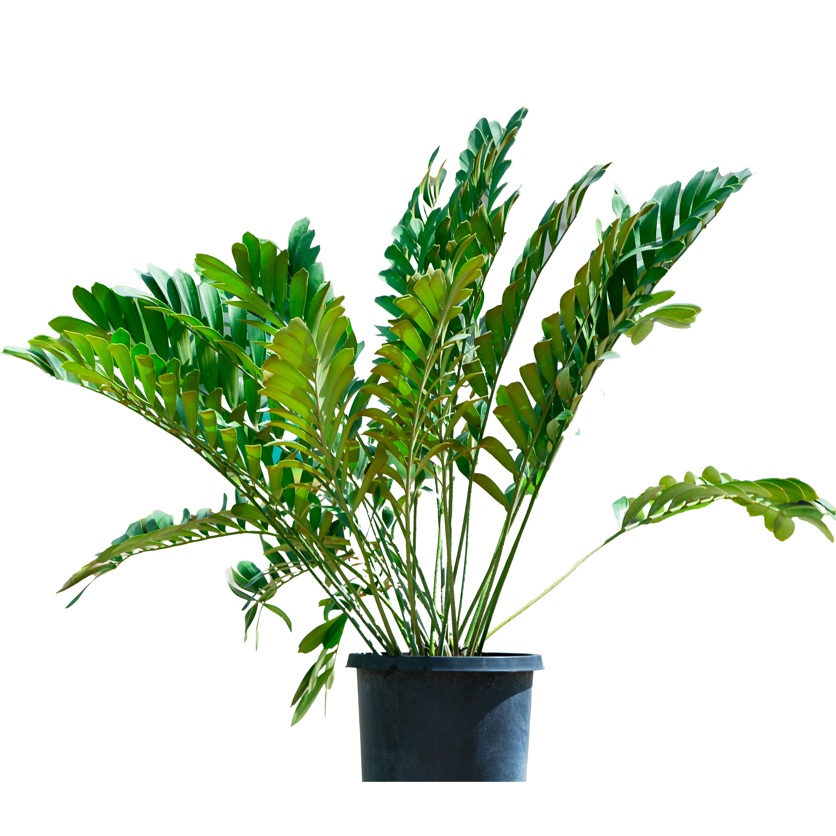 Cycad