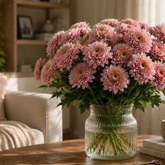 Collection image for: Chrysanthemums