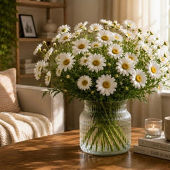 Collection image for: Daisies