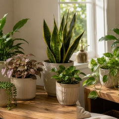 Collection image for: Indoor Plants