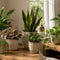 Indoor Plants