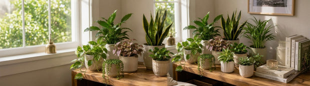 Indoor Plants