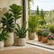 Ornamental Plants