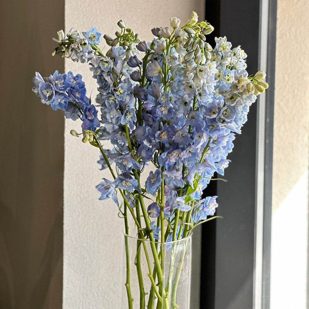 COOL BLUE DELPHINIUMS (80CM)