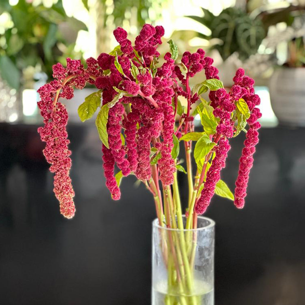 AMARANTHUS SCARLET