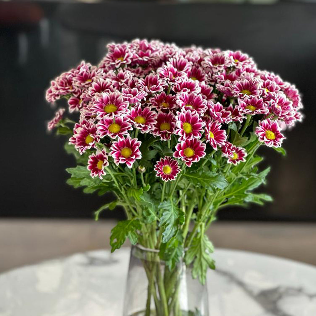 DOPIA CHRYSANTHEMUM