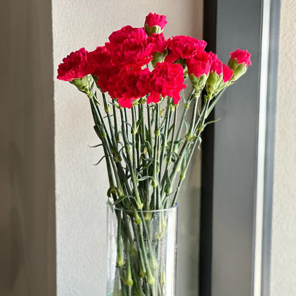 RUBY RED CARNATIONS