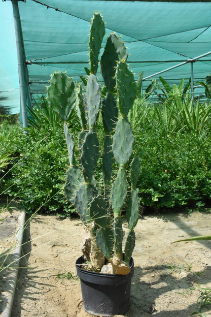 Opuntia Ficus Indica