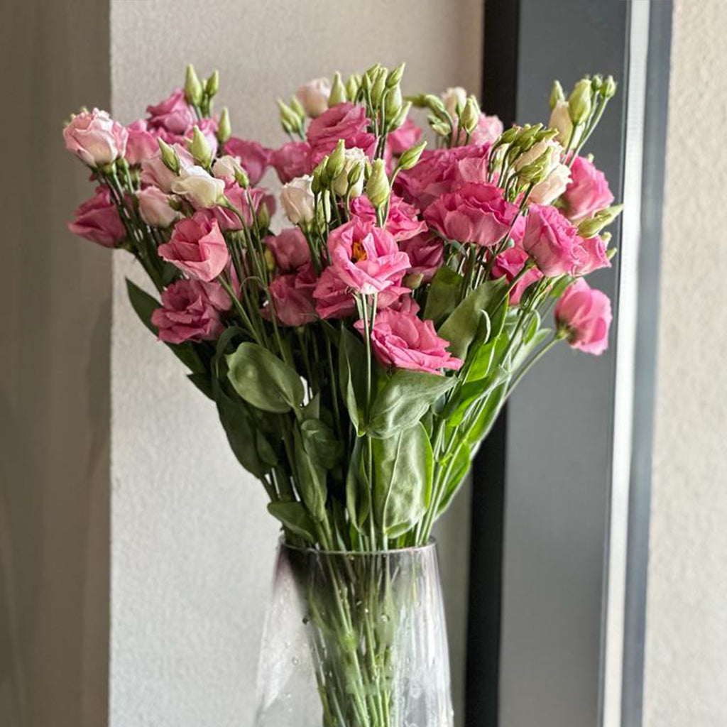 PINK LISIANTHUS