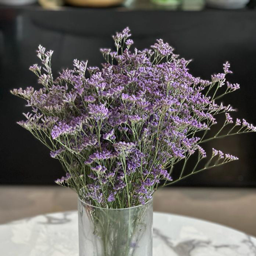 PURPLE LIMONIUM