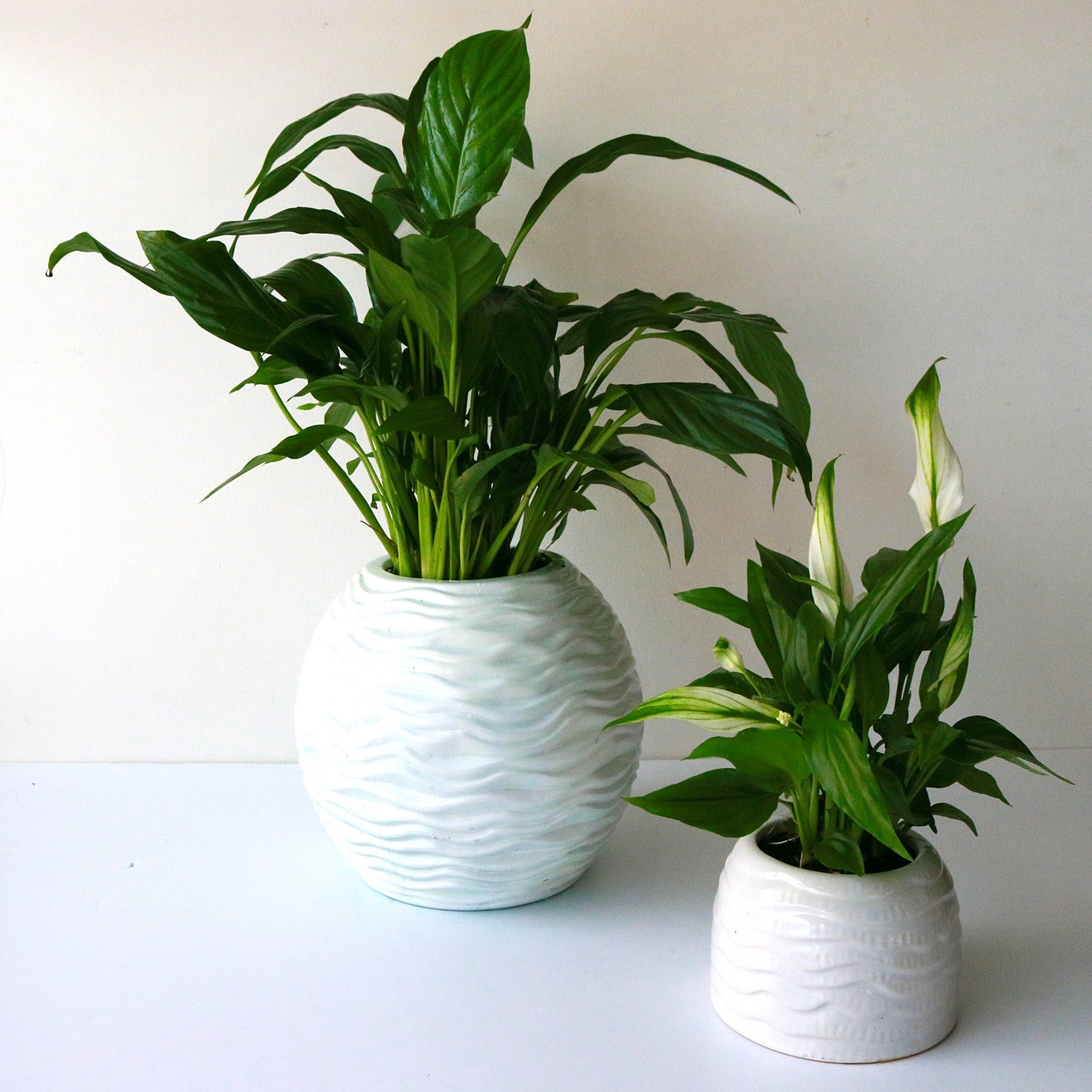 Spathiphyllum Set of 2