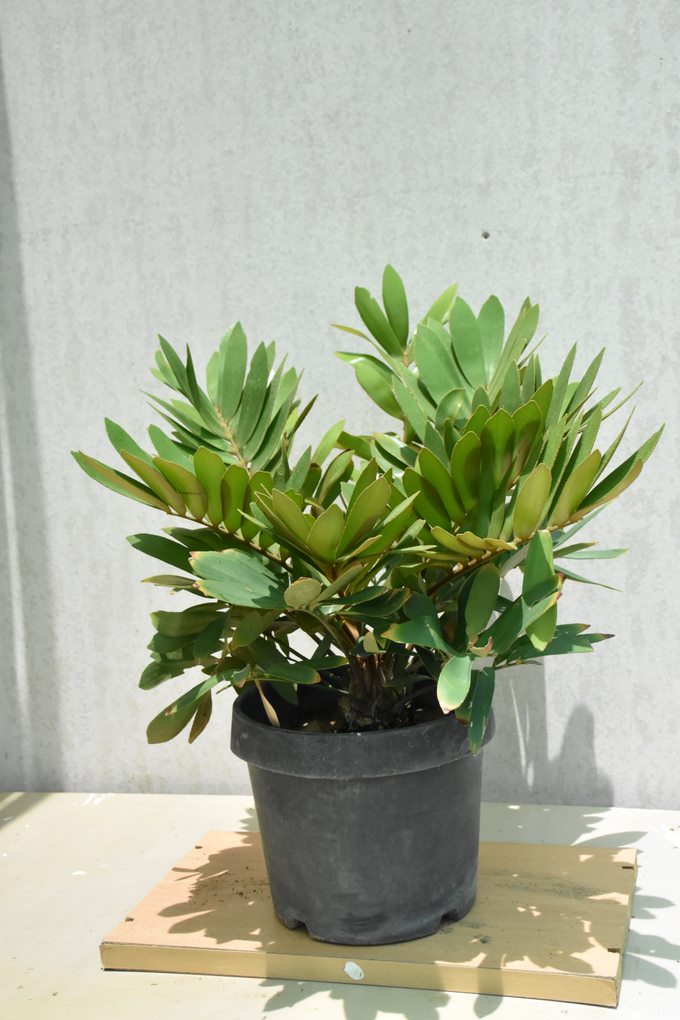 Zamia Furfuracea