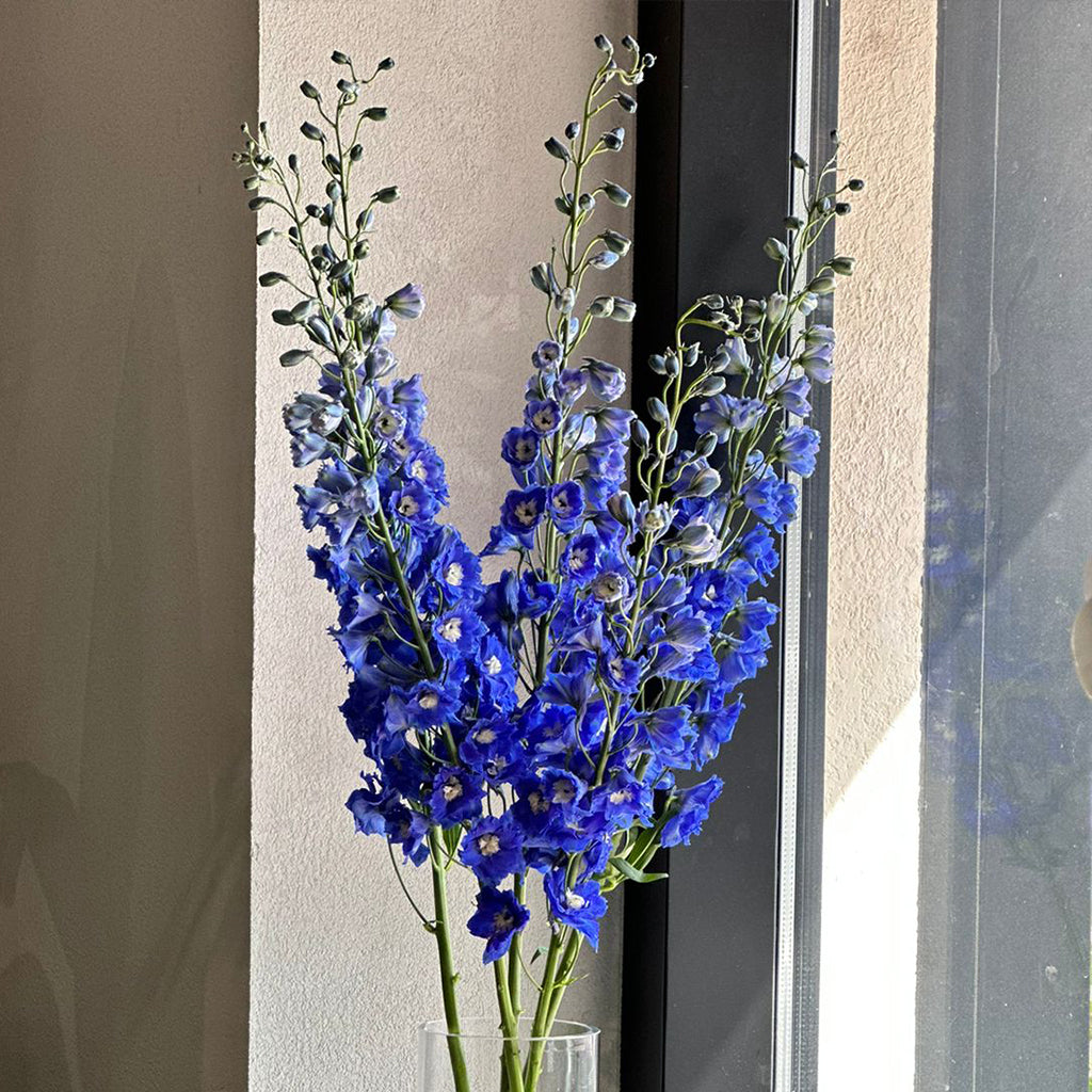 PURPLE HEART DELPHINIUMS (100CM)