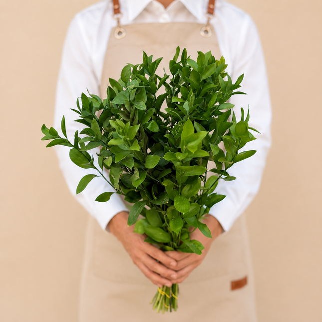Single Ruscus
