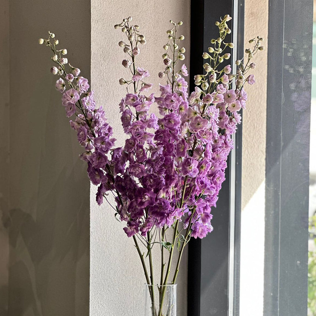 PURPLE HEART DELPHINIUMS (100CM)