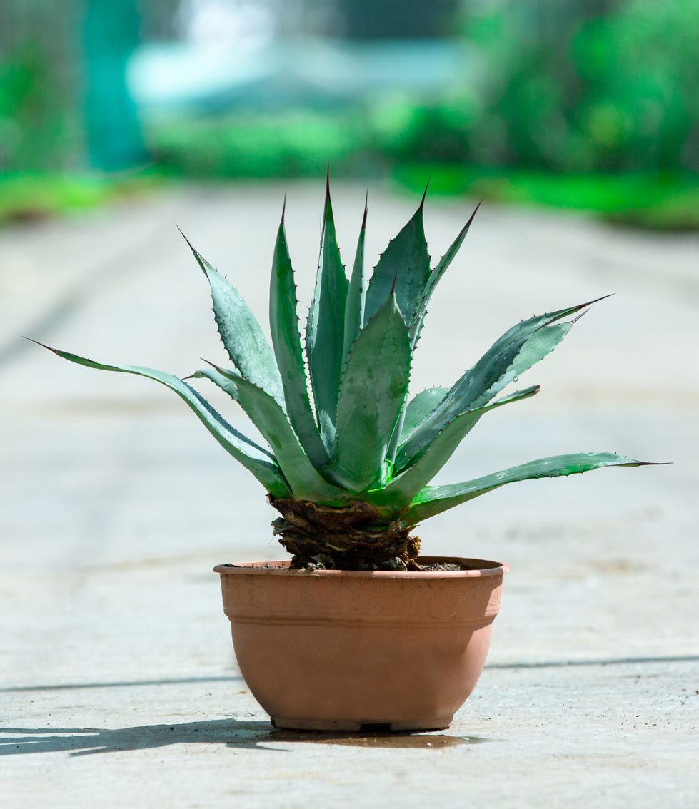 Agave Parryii