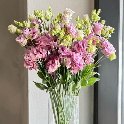 GRAPE PINK LISIANTHUS