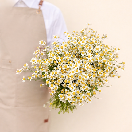 Tanacetum Single Vegmo