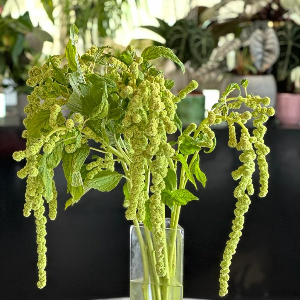 AMARANTHUS LIME