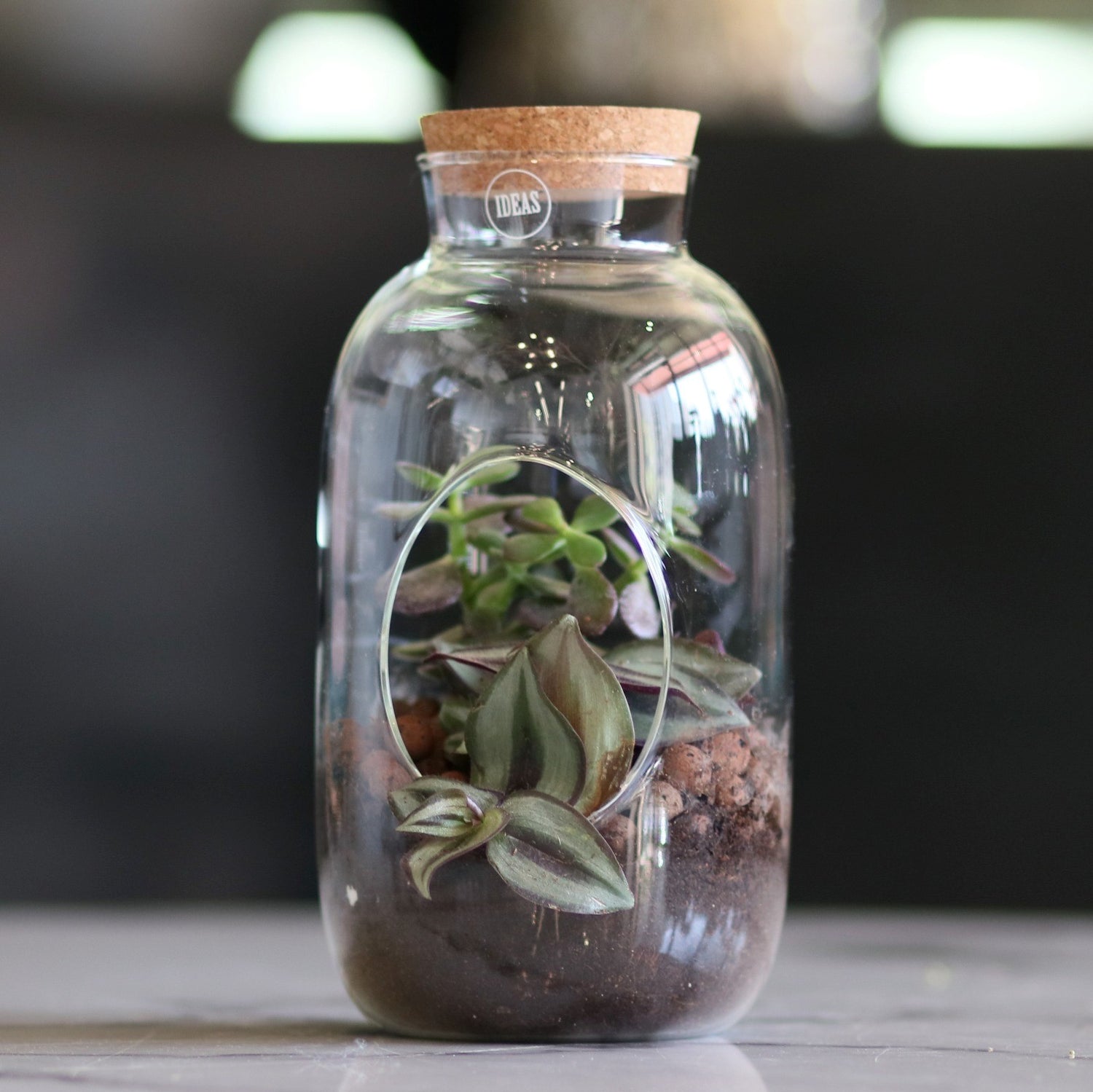 Mini Terrarium