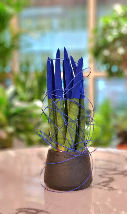 Sansevieria Blue Velvet in a Black Pot