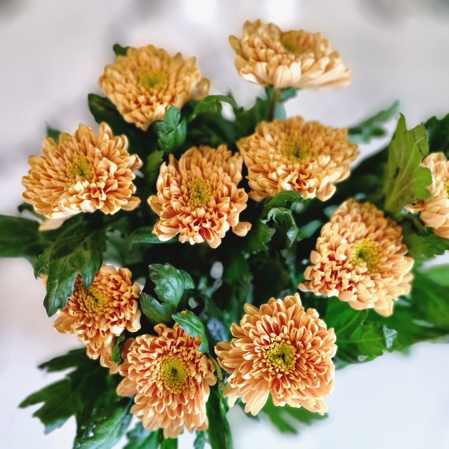 Chrysanthemums Rossano Orange