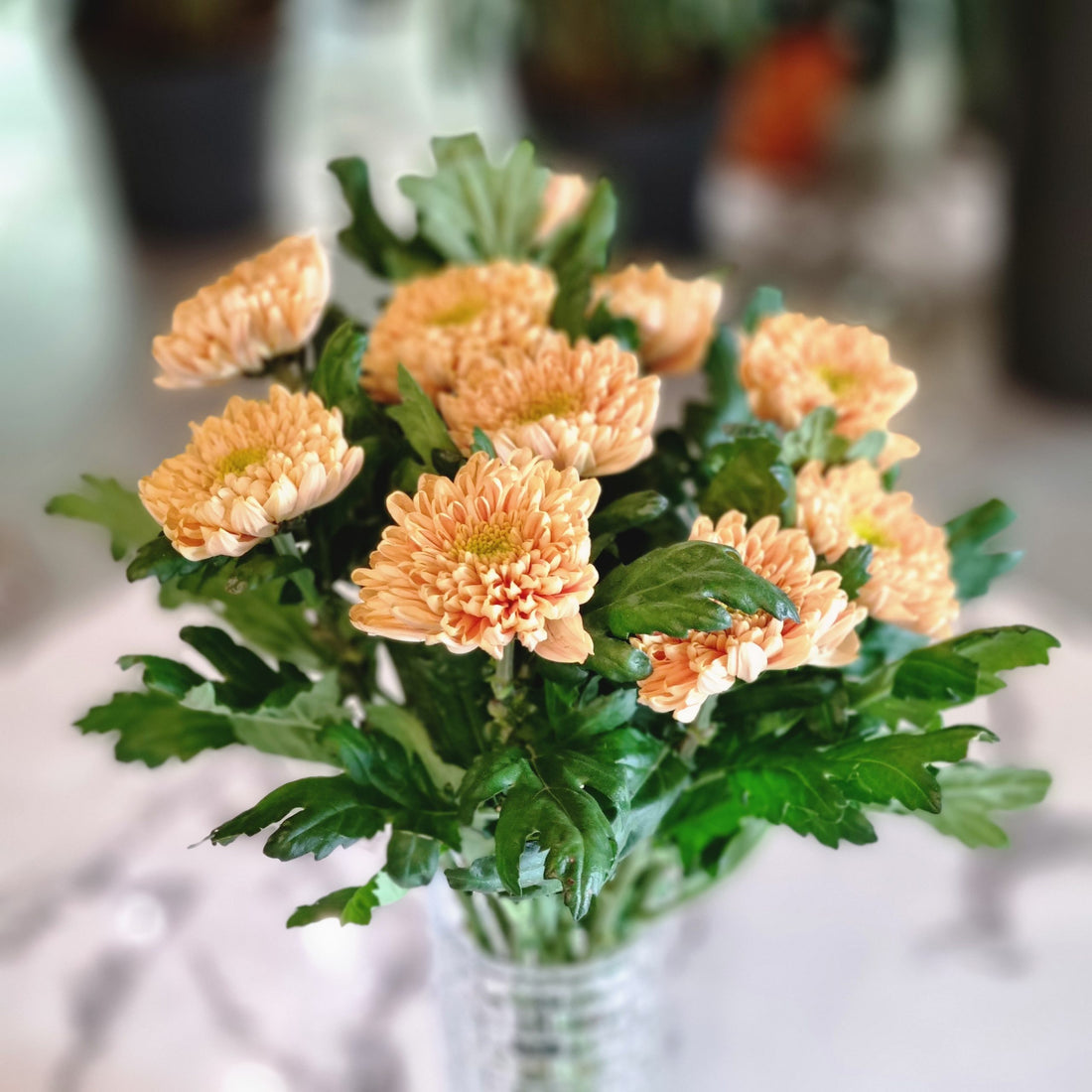 Chrysanthemums Rossano Orange