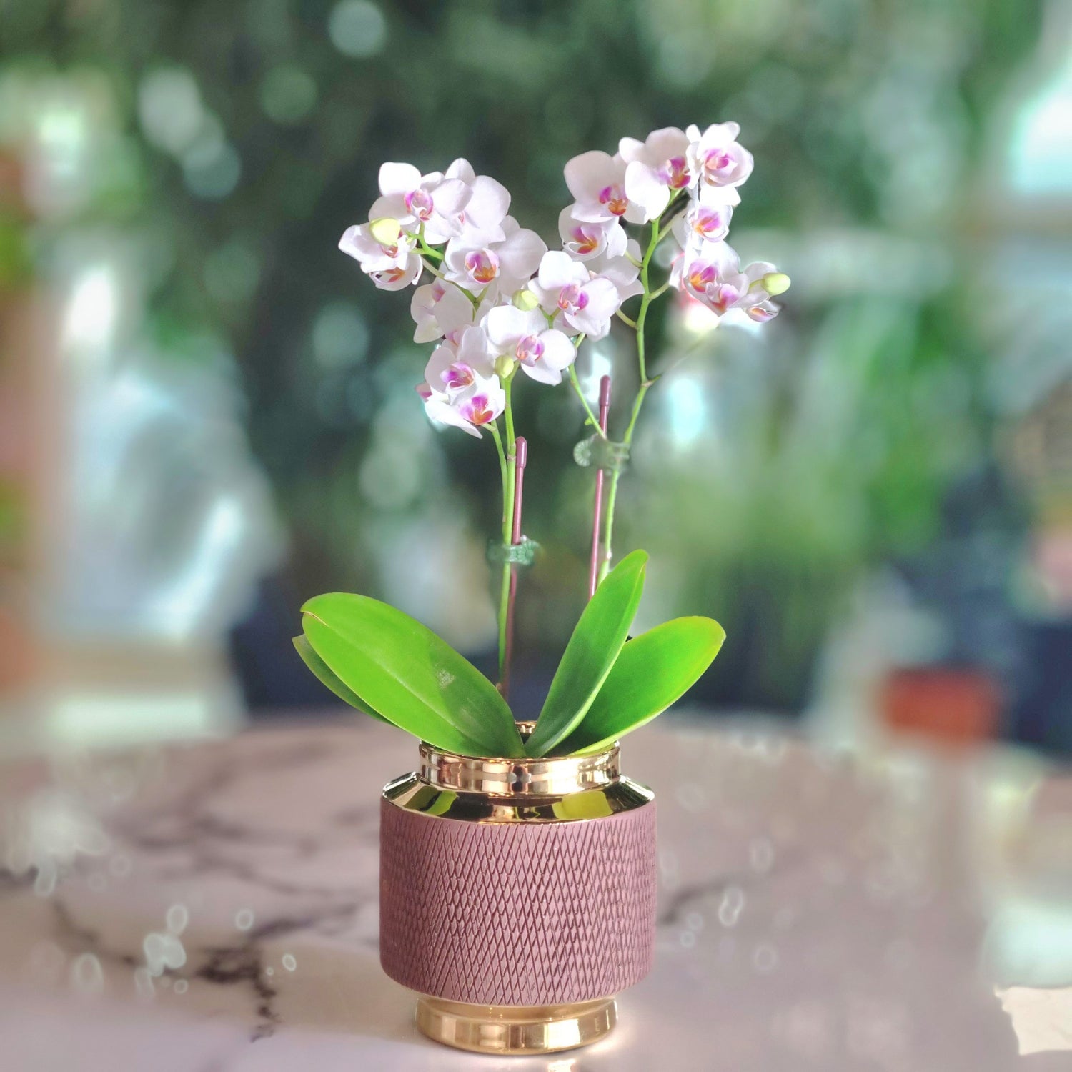 Mini Phalaenopsis White