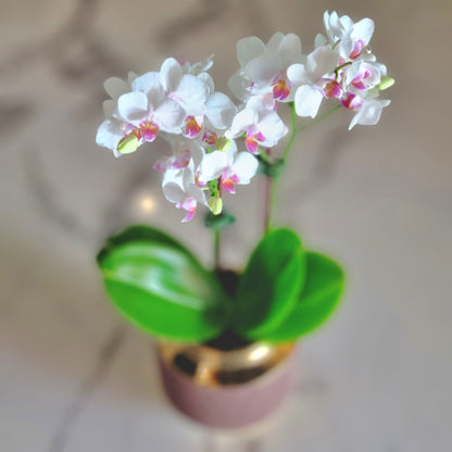 Mini Phalaenopsis White