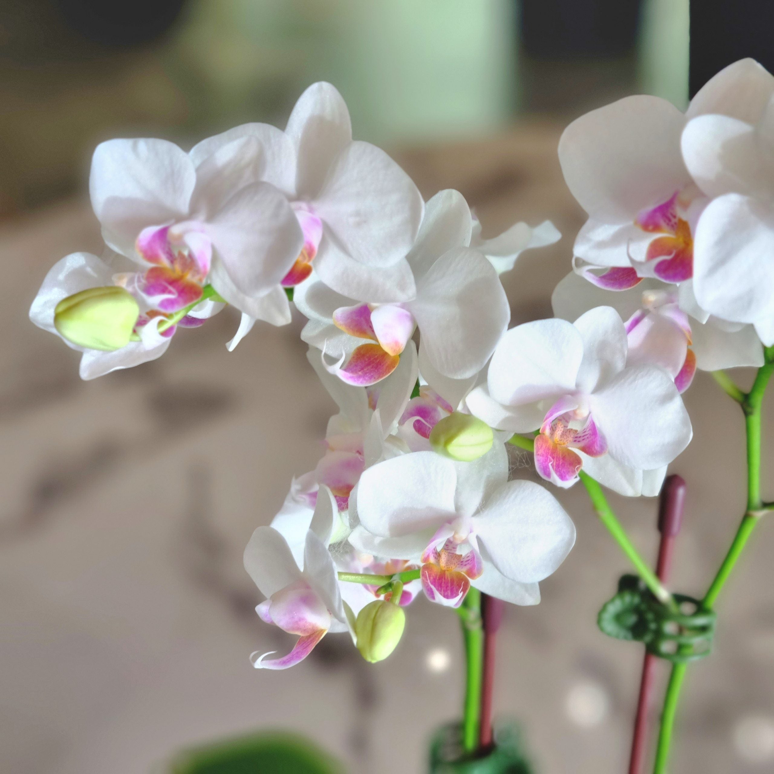 Mini Phalaenopsis White