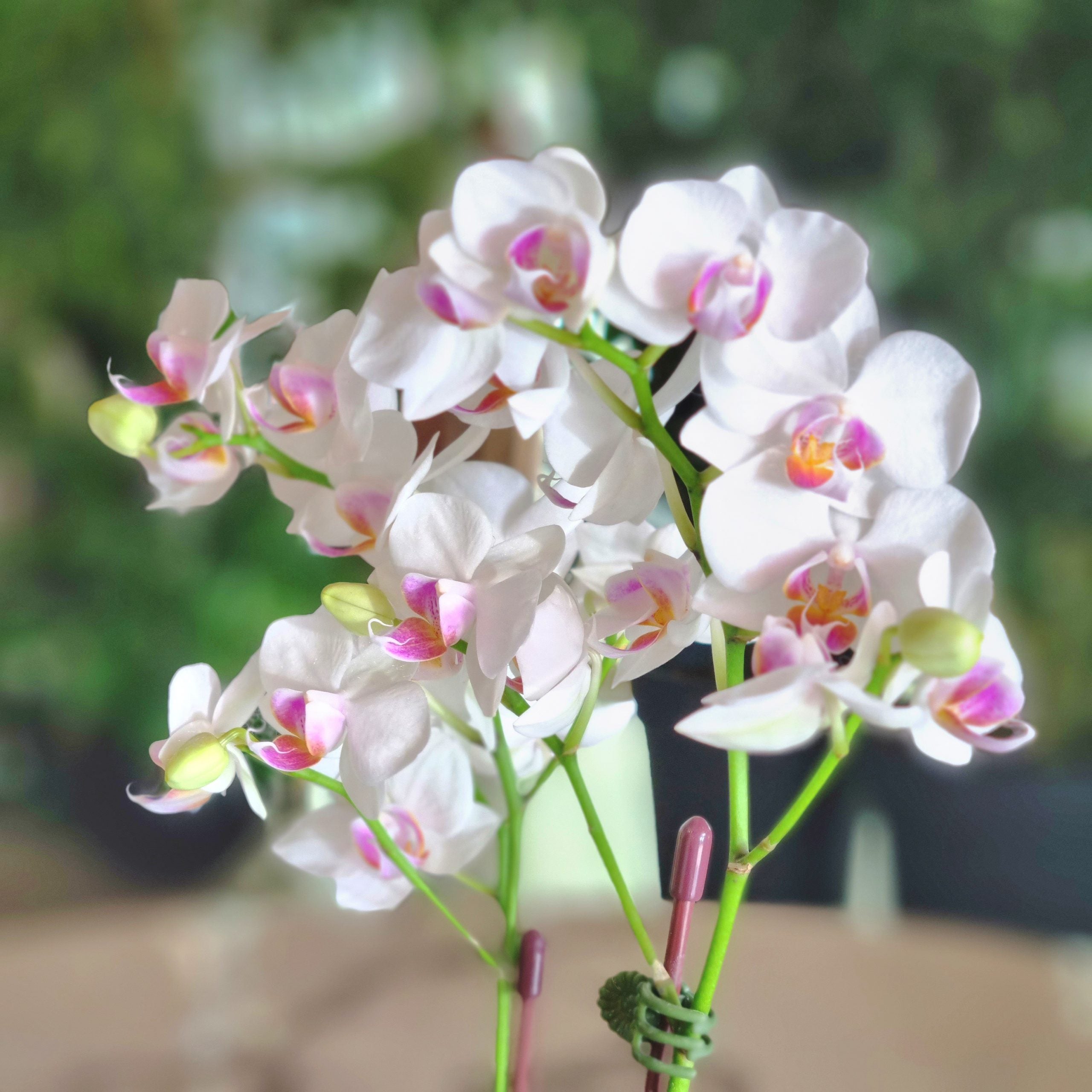 Mini Phalaenopsis White