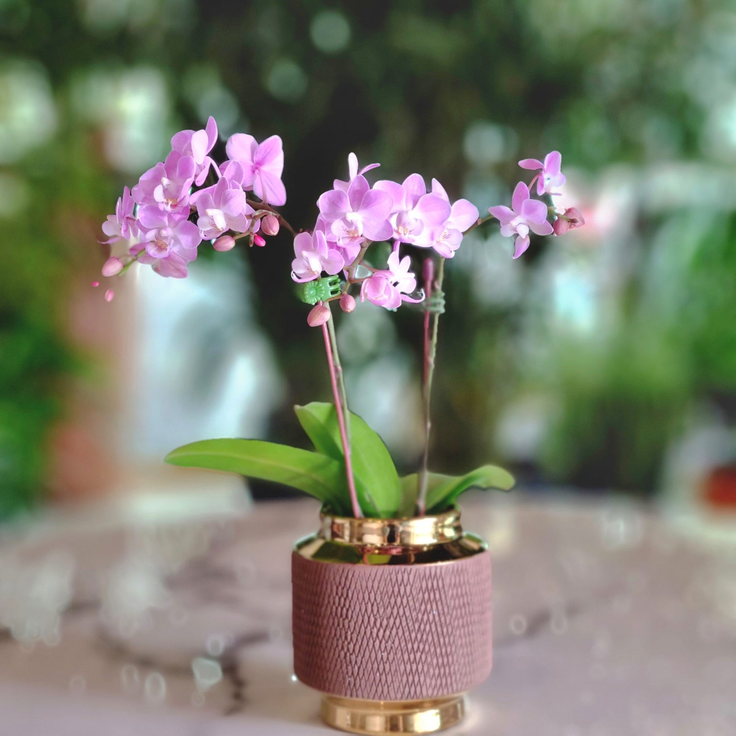 Mini Phalaenopsis Pink