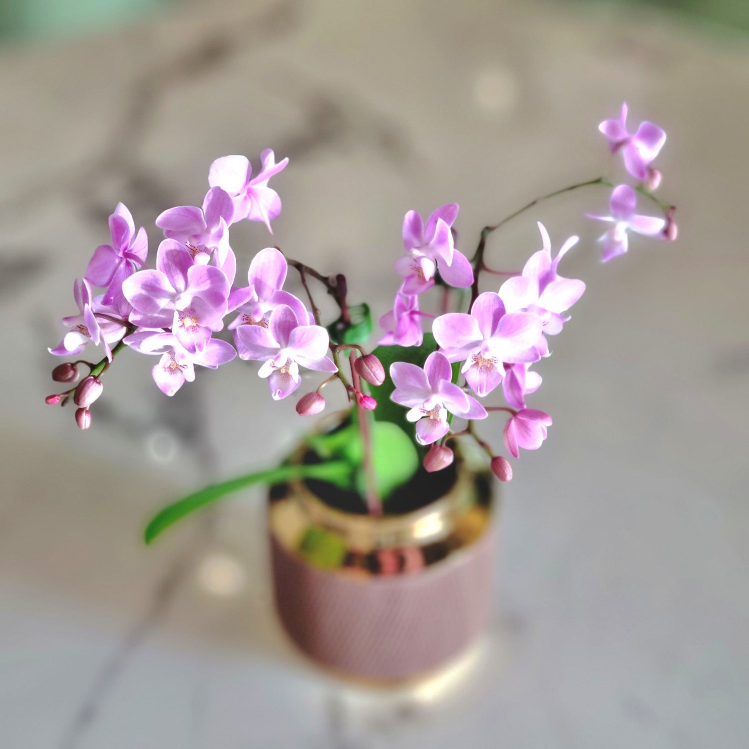 Mini Phalaenopsis Pink